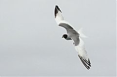 Swallow-tailed Gull